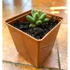 Суккулент Пахіфітум компактум (Pachyphytum Compactum), контейнер 7*7*8 см (s044s)