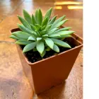 Суккулент Седеверія Фанфары (Sedeveria Fanfare), контейнер 7*7*8 см (s045s)