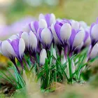 Цибулини Яскрава Крокус Великоквітковий Vanguard (31163) (5шт)