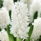 Цибулини Яскрава Гіацинт горщиковий Antarctica (31124) (2шт)