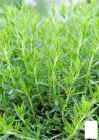 Тархун – естрагон (Artemisia dracunculus) (49830)