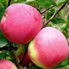 Саджанці Яскрава Яблуня Слава Переможцям (20994) (літній сорт раннього дозрівання)