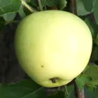 Саджанці Яскрава Яблуня Паперівка (46522) (літній сорт ультрараннього дозрівання)