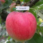 Саджанці Яскрава Яблуня Джонаголд (16825) (зимовий сорт, пізнього дозрівання)