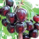 Саджанці Яскрава Черешня Валерій Чкалов (22500) (літній сорт, раннього дозрівання)