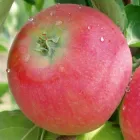 Саджанці Яскрава Яблуня Ерлі Женева (46357) (літній сорт, раннього дозрівання)