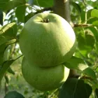 Саджанці Яскрава Яблуня Ренет Симиренка (28614) (зимовий сорт, пізнього дозрівання)