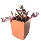 Суккулент Хрестовик Оттона Капська Рубинове намисто (Othonna Сapensis Ruby Necklace), контейнер 7*7*8 см (s048s)