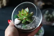 Міні-флораріум з суккулентом Крапля 9см х 9см