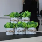 Набір з 5-ти кашпо Jungle зі стабілізованим мохом Ягель (зелений, салатовий) з бетону сірого кольору