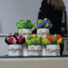 Набір з 5-ти кашпо Jungle зі стабілізованим мохом Ягель різних міксованих кольорів з бетону сірого кольору