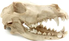 Декорація для тераріуму Reptile Nova Краніум 27x13x13.5 см (RN1055-CR)