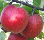 Саджанці Яскрава Яблуня Айдаред (23407) (зимовий сорт пізнього дозрівання)