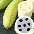 Люфа насіння (20 шт) (Luffa aegyptiaca) кабачок губка гарбуз мочалка в'єтнамська люфа єгипетський огірок