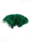 Мох ягель стабілізований - 15 г - колір Смарагдовий (12425)