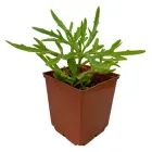 Сукулент Каланхое дольчасте або розсічене (Kalanchoe laciniata), контейнер 7*7*8 см (s023s)