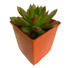Суккулент Ехеверія Пулидоніс (Echeveria Pulidonis), контейнер 7*7*8 см (s055s)