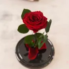 Троянда в колбі з підсвічуванням Червоний Вічна троянда (SH774467)