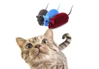 Іграшка для котів Мишка гумова з пищалкою (3 шт) CAPSBOARD CAT TOY (150000)