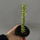 Аустроциліндропунція шиловидна, Austrocylindropuntia subulata