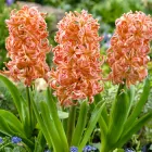 Цибулини Яскрава Гіацинт садовий Gipsy Queen (31117) (2шт)