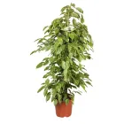 Фікус Бенджаміна Голден Кінг дрібнолистий Ø 27 см