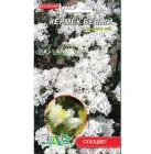 Насіння Кермек білий багаторічник сухоцвіт 0.05 г