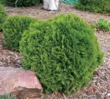 Туя західна 'Літл Джаєнт',C2 - горщик 2л