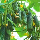 Голландське насіння Syngenta Огірок Еколь F1 10 шт