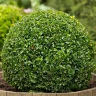 Саджанці Яскрава Самшит вічнозелений Suffruticosa (Суффрутикоса) контейнер 0.5 л (43479)