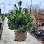 Сосна гірська гачкувата,C2 - горщик 2л