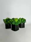 Набір 3 чорний кашпо зі стабілізованим мохом мікс зелених 4.5*5 см