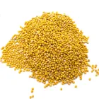 Гірчиця біла ціла 100 г