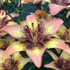 Цибулини Яскрава Лілія азіатська Tribal Dance (39913) (1шт)