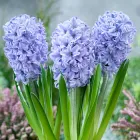 Цибулини Яскрава Гіацинт горщиковий Blue Eyes (31128) (2шт)