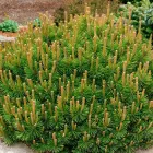 Сосна гірська Mughus 5 л саджанець у горщику Matla Flowers