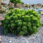 Сосна гірська Rotundata 2 л саджанець у горщику Matla Flowers