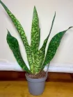 Сансивиерия Trifa Aubrytiana, висота 50-60см, 14 горщик (RG566)