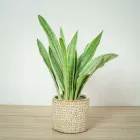 Сансівієрія Metalica, горщик ⌀19, высота 80-90см