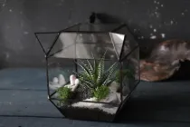 Флораріум з суккулентом Кіт 20см х 15см