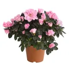 Азалія Рожева Ø 14 см