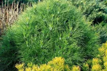 Сосна nigra Spielberg 20л