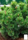 Сосна Карликова "Pumilio" (горщик P9) (48731)