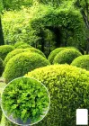 Самшит вічнозелений "Таємнича краса" (Buxus sempervirens) (25822)