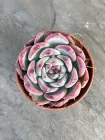 Сукулент Ехеверія Парва (Echeveria Parva x Lindsayana) D5 см (8350)