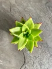 Сукулент Ехеверія Агавовидна ліпстік (Echeveria agavoides Lipstick) D5 см (1453)