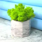 Кашпо "Восьмикутник" зі стабілізованим мохом NEROLI мармур