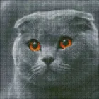 Алмазна мозаїка 30х30см Кіт шотландець АМП-136