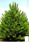 Сосна звичайна 4-х річна (Pinus sylvestris) С3, висота 50-70см (115782)