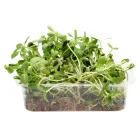 Мікрозелень Соняшника 200 г (19890063)